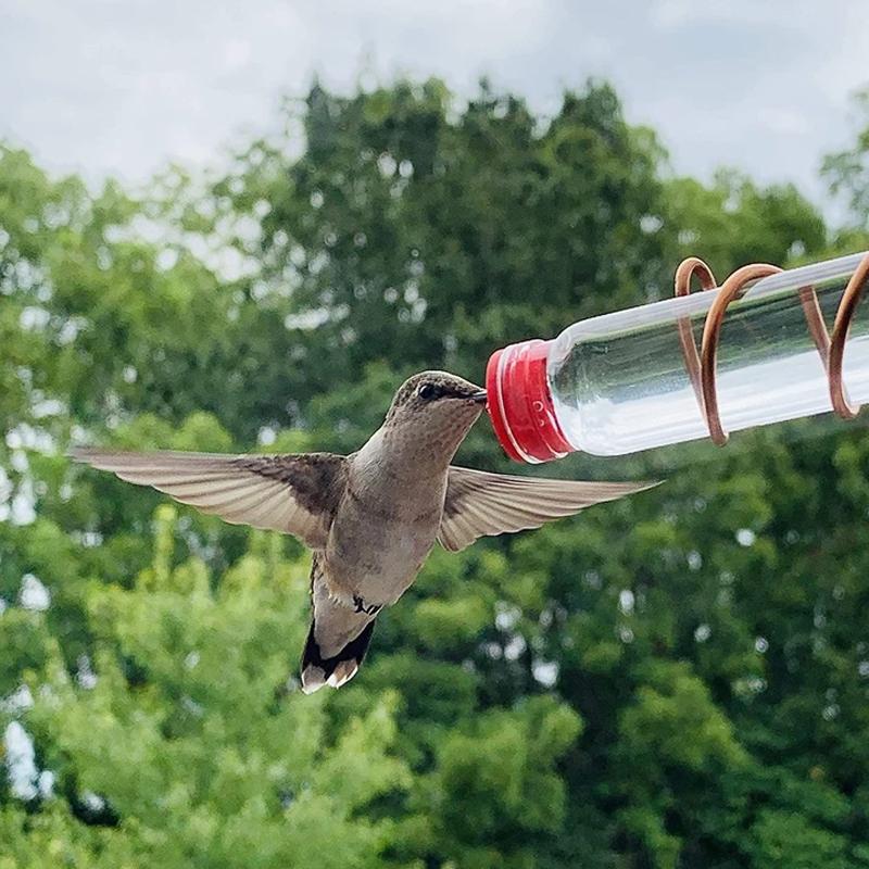 Nectar de Fenêtre - Voir les oiseaux de près - Émerveillement garanti