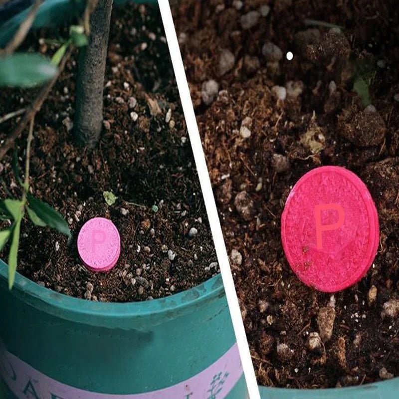 EcoRenaissance™ | Redonnez vie à vos plantes - 