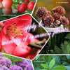 EcoRenaissance™ | Redonnez vie à vos plantes - 