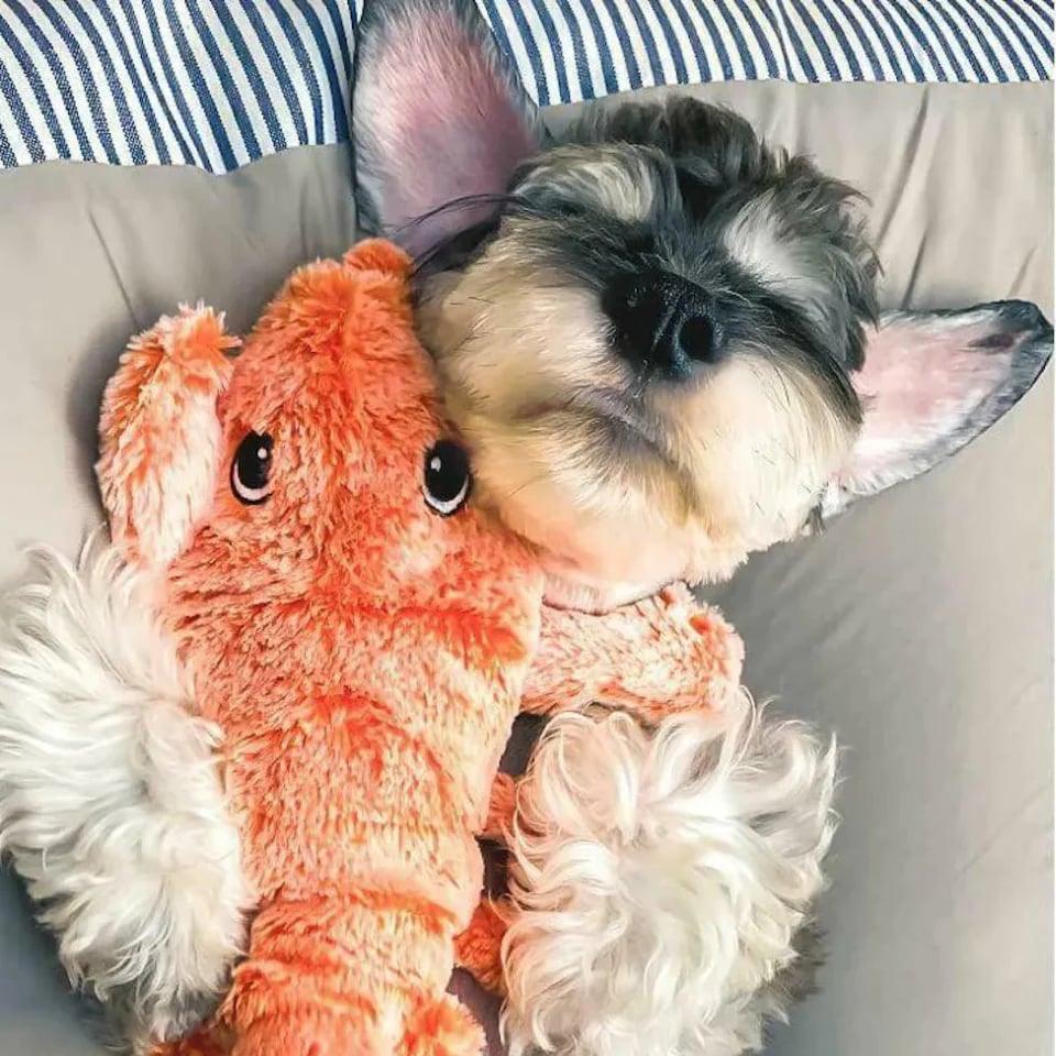 Jouet interactif en forme de homard pour chiens