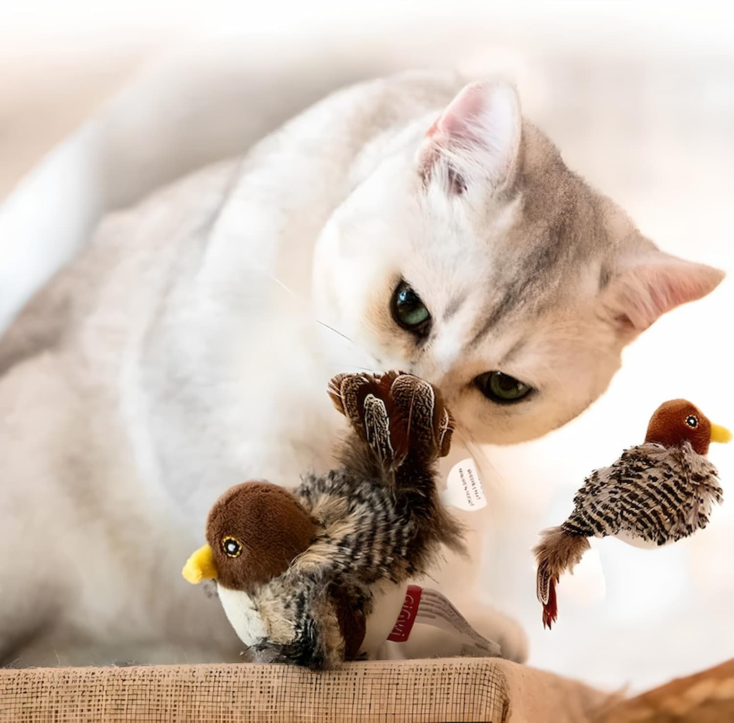 ChasseFéline™ | Éveillez l'instinct sauvage de votre chat !