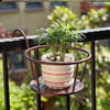 Transformez votre balcon - Plantes suspendues - Escapade botanique